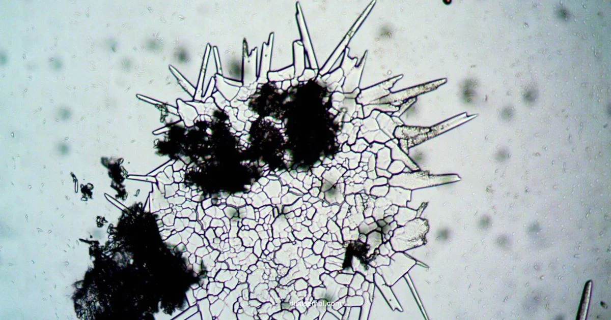 Filament Dynamics - Disasembl
