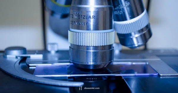Telophase Spindle Disassembly - Disasembl
